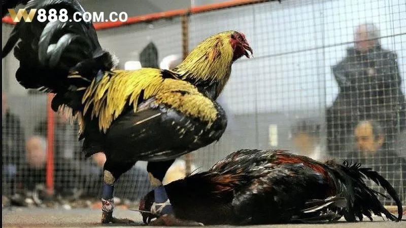Chiến kê chết trên sân là gà thua