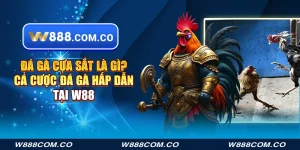 Đá gà cựa sắt là gì