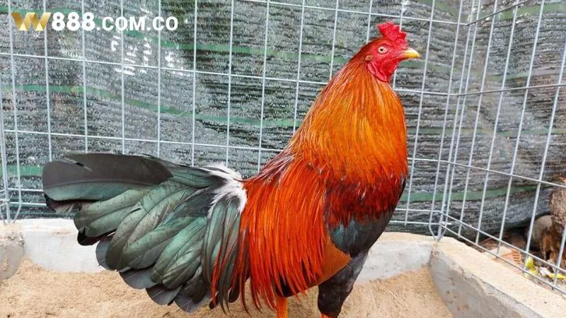 Gà Asil có lối đá hay và hiểm hóc