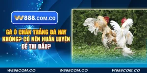 Gà ô chân trắng