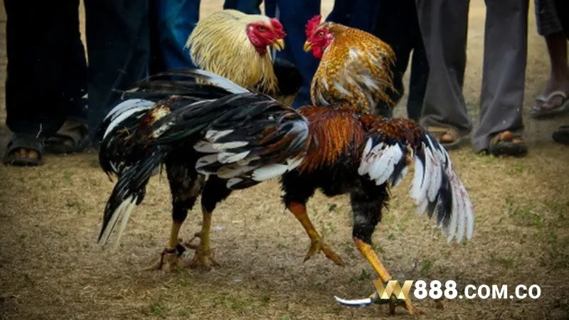 Giới thiệu tổng quan về luật đá gà Thomo
