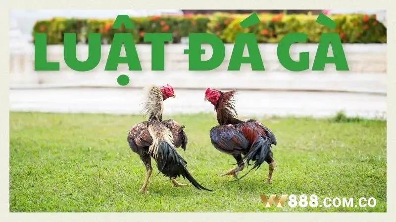 Luật chơi đá gà cơ bản tại W88