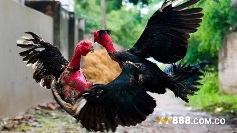 Lưu ý trong luật chơi và các quy định khác khi cá cược