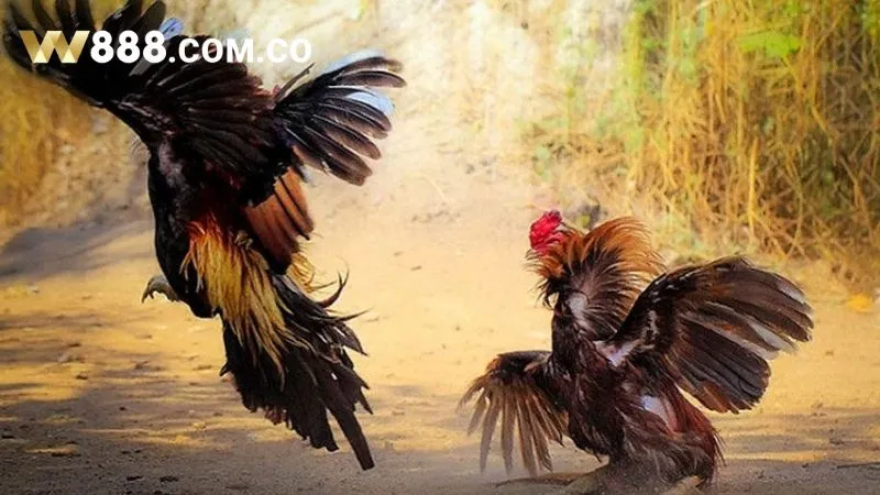 Mỗi hồ đá thường diễn ra trong 15 phút