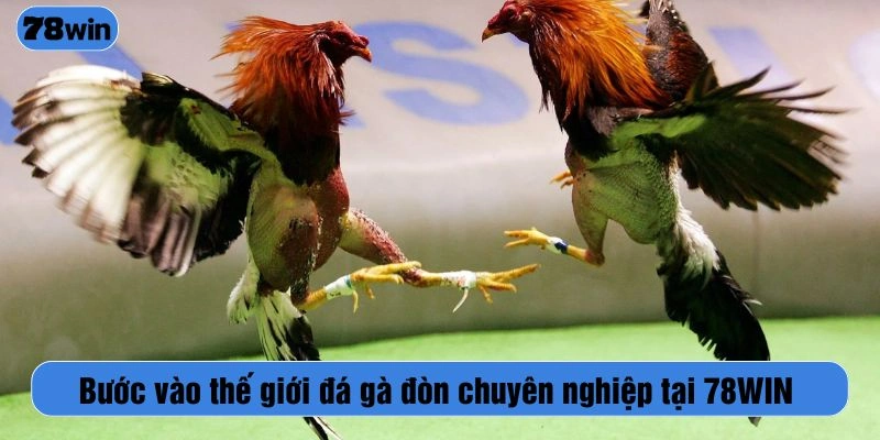 Bước vào thế giới đá gà đòn chuyên nghiệp tại 78WIN