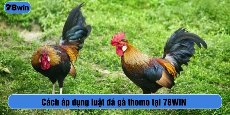 Cách áp dụng luật đá gà thomo tại 78WIN