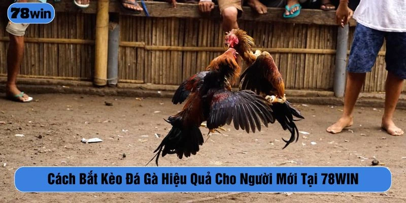 cách bắt kèo đá gà