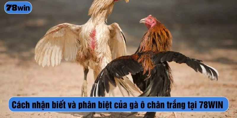 Cách nhận biết và phân biệt của gà ô chân trắng tại 78WIN
