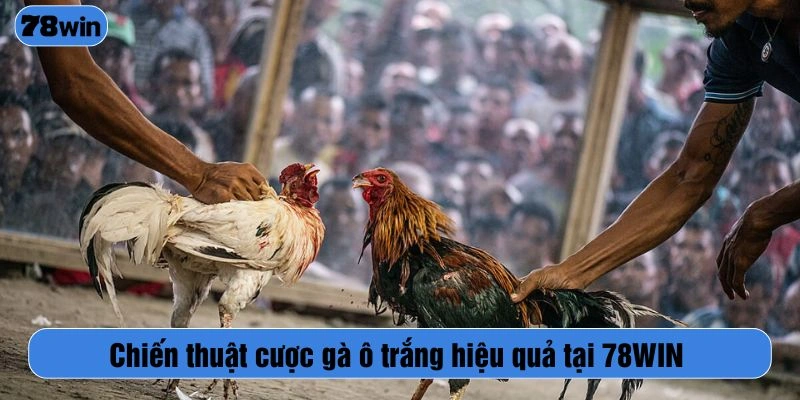 Chiến thuật cược gà ô trắng hiệu quả tại 78WIN