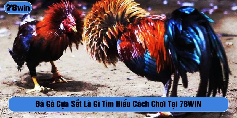 đá gà cựa sắt là gì