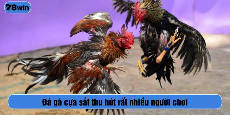 Đá gà cựa sắt thu hút rất nhiều người chơi