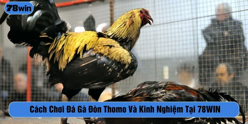 đá gà đòn Thomo