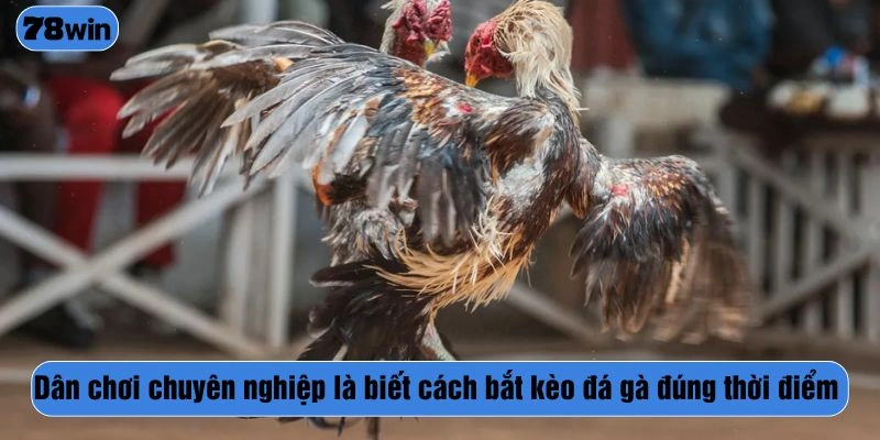 Dân chơi chuyên nghiệp là biết cách bắt kèo đá gà đúng thời điểm