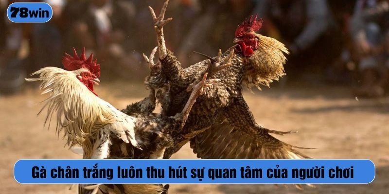 Gà chân trắng luôn thu hút sự quan tâm của người chơi