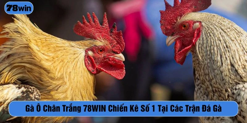 Gà ô chân trắng