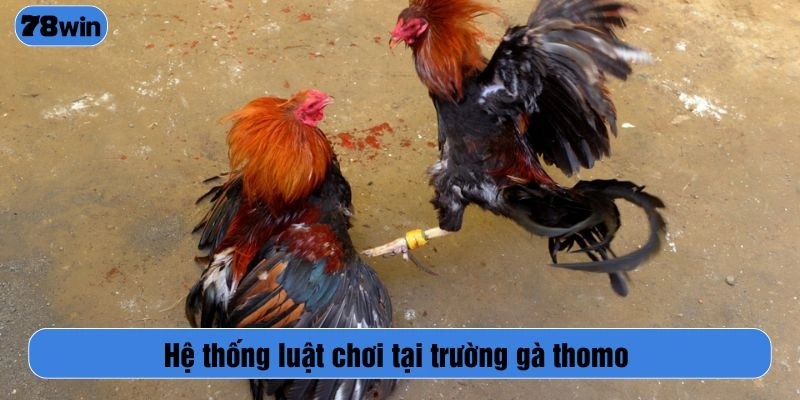 Hệ thống luật chơi tại trường gà thomo