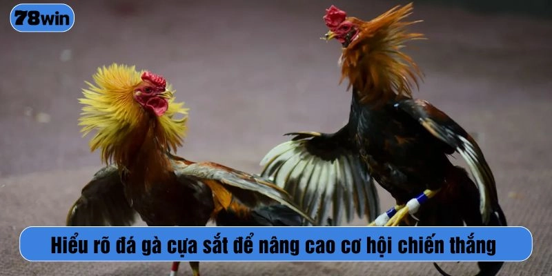 Hiểu rõ đá gà cựa sắt để nâng cao cơ hội chiến thắng
