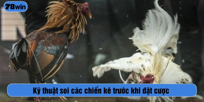 Kỹ thuật soi các chiến kê trước khi đặt cược