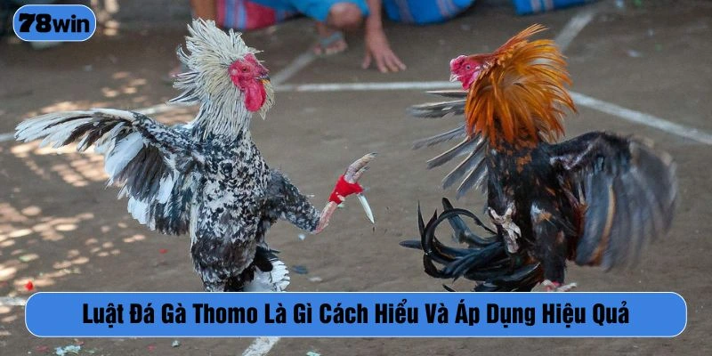 luật đá gà Thomo