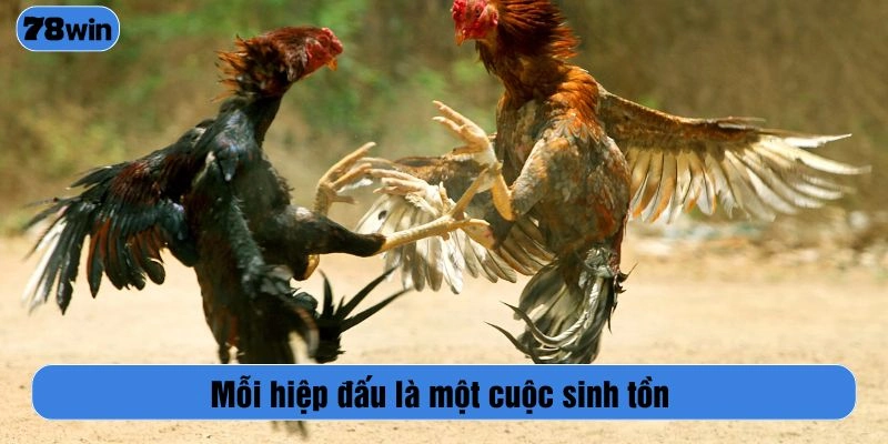 Mỗi hiệp đấu là một cuộc sinh tồn